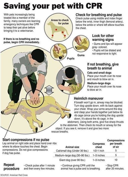Saving Your Pet With CPR