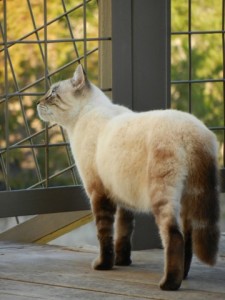 Austin, Texas Pet Sitting