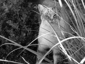 Austin, Texas Pet Sitting