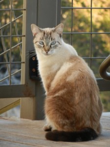 Austin, Texas Pet Sitting