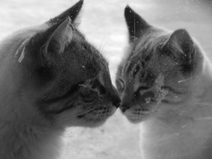 232323232-fp53579_nu3259__58_28_WSNRCG379546266328nu0mrj-300x225