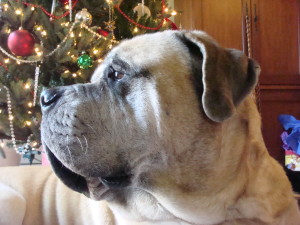 Austin, Texas Pet Sitting