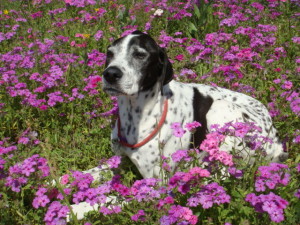 Austin, Texas Pet Sitting