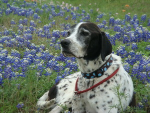 Austin, Texas Pet Sitting