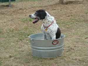 Austin, Texas Pet Sitting