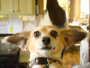 Austin, Texas Pet Sitting