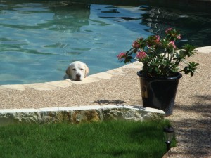 Austin, Texas Pet Sitting