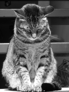 Austin, Texas Pet Sitting