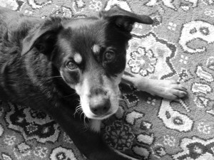 Austin, Texas Pet Sitting