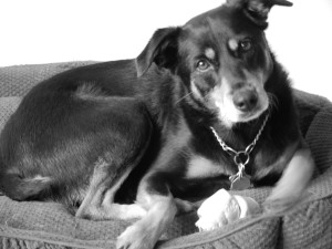 Austin, Texas Pet Sitting