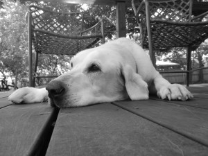 Austin, Texas Pet Sitting