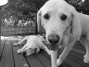 Austin, Texas Pet Sitting