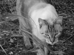 Austin, Texas Pet Sitting