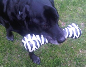 Austin, Texas Pet Sitting