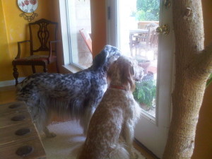 Austin, Texas Pet Sitting