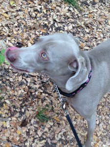 Austin, Texas Pet Sitting