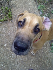 Austin, Texas Pet Sitting