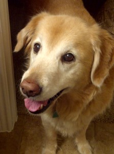 Austin, Texas Pet Sitting