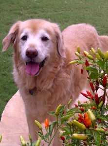 Austin, Texas Pet Sitting