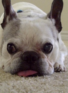 Austin, Texas Pet Sitting