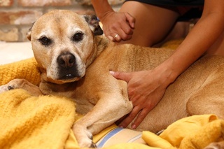 Performing CPR on Pets