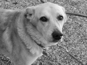 Austin, Texas Pet Sitting