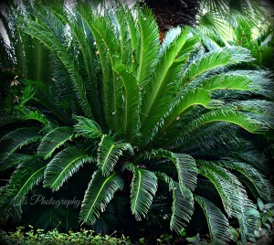Sago Palm